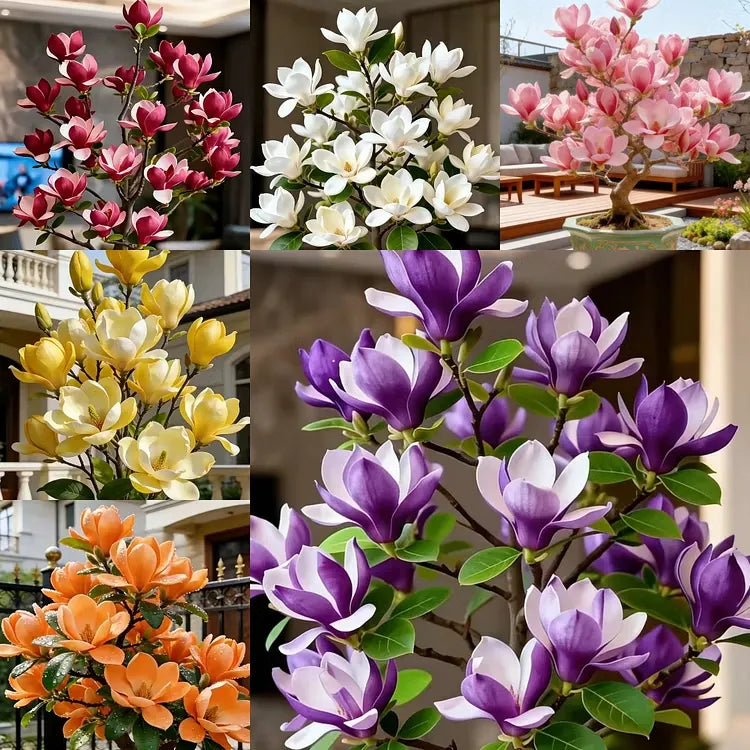 Magnolia liliiflora (Purple Orchids) Bulbs 🌸 Flowers Hide the Leaves, Fragrance Fills the Air