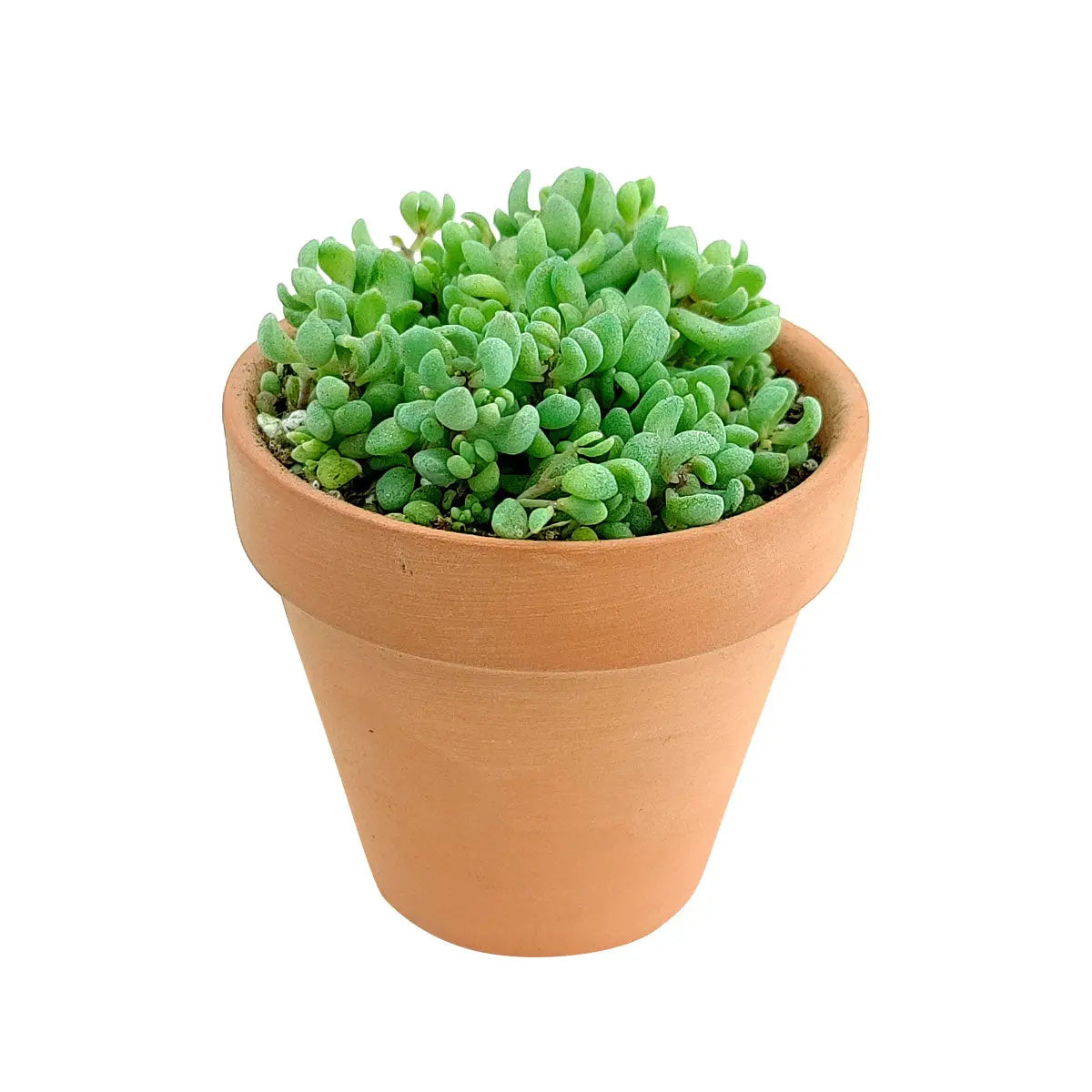 Sedum Minor Succulent Plant – Live Mini Succulent for Pots, Terrariums & Home Décor