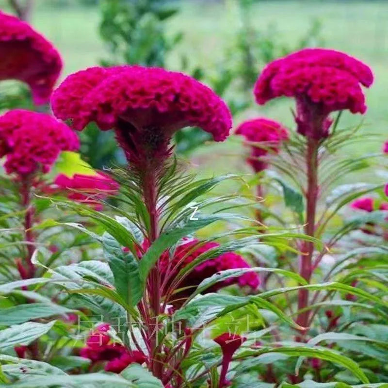 🌺 Cockscomb Celosia – The Unique Flower That Looks Like Velvet!