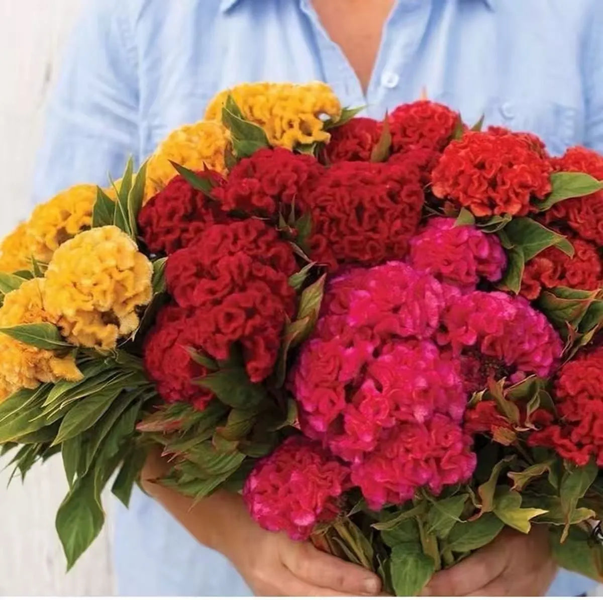 🌺 Cockscomb Celosia – The Unique Flower That Looks Like Velvet!