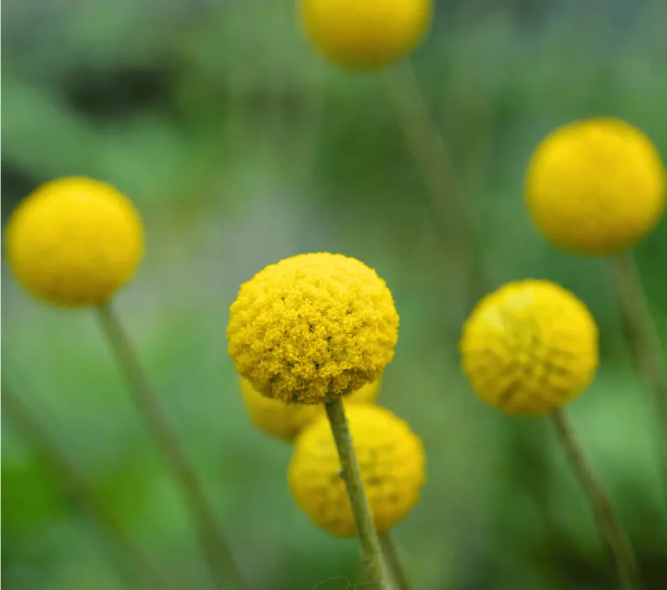 Billy Buttons (Drumsticks) –  Seeds
