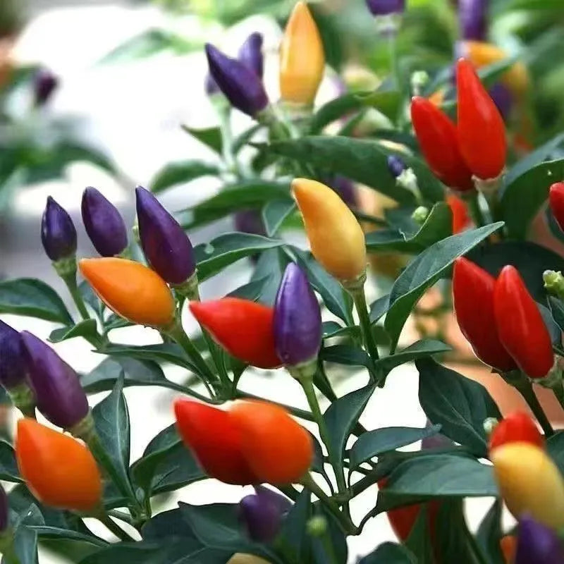 🌶️ Rainbow Chili – Color Changing Beauty for Your Garden!