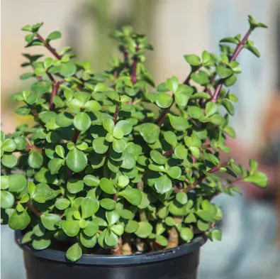 Live Jade Plant Seedlings – Easy-Care Indoor Succulent Plants