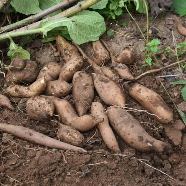 Yacon Seed  Root crop seeds Seeds,