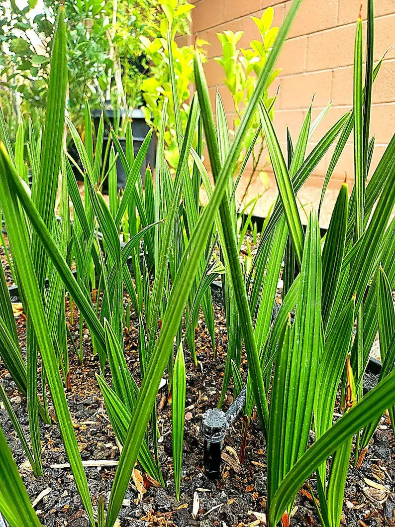 Medjool Date Palm Tree Seedling – Edible Fruit, Fast Growing Tropical Sapling