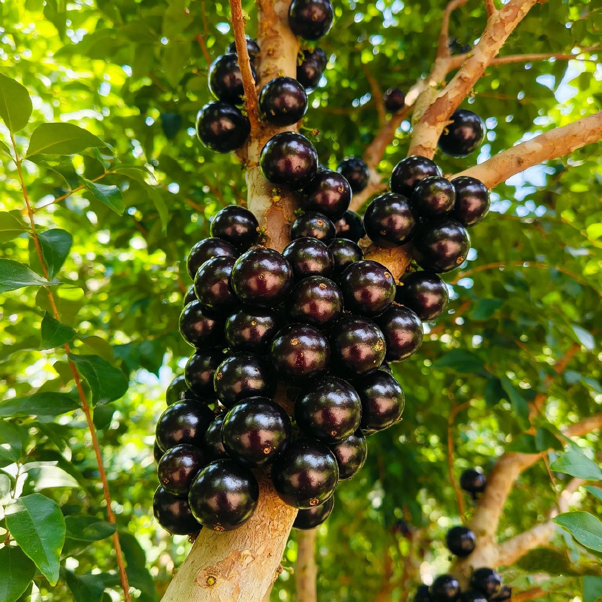 Jaboticaba Exotic Fruit Plant  forHome Garden