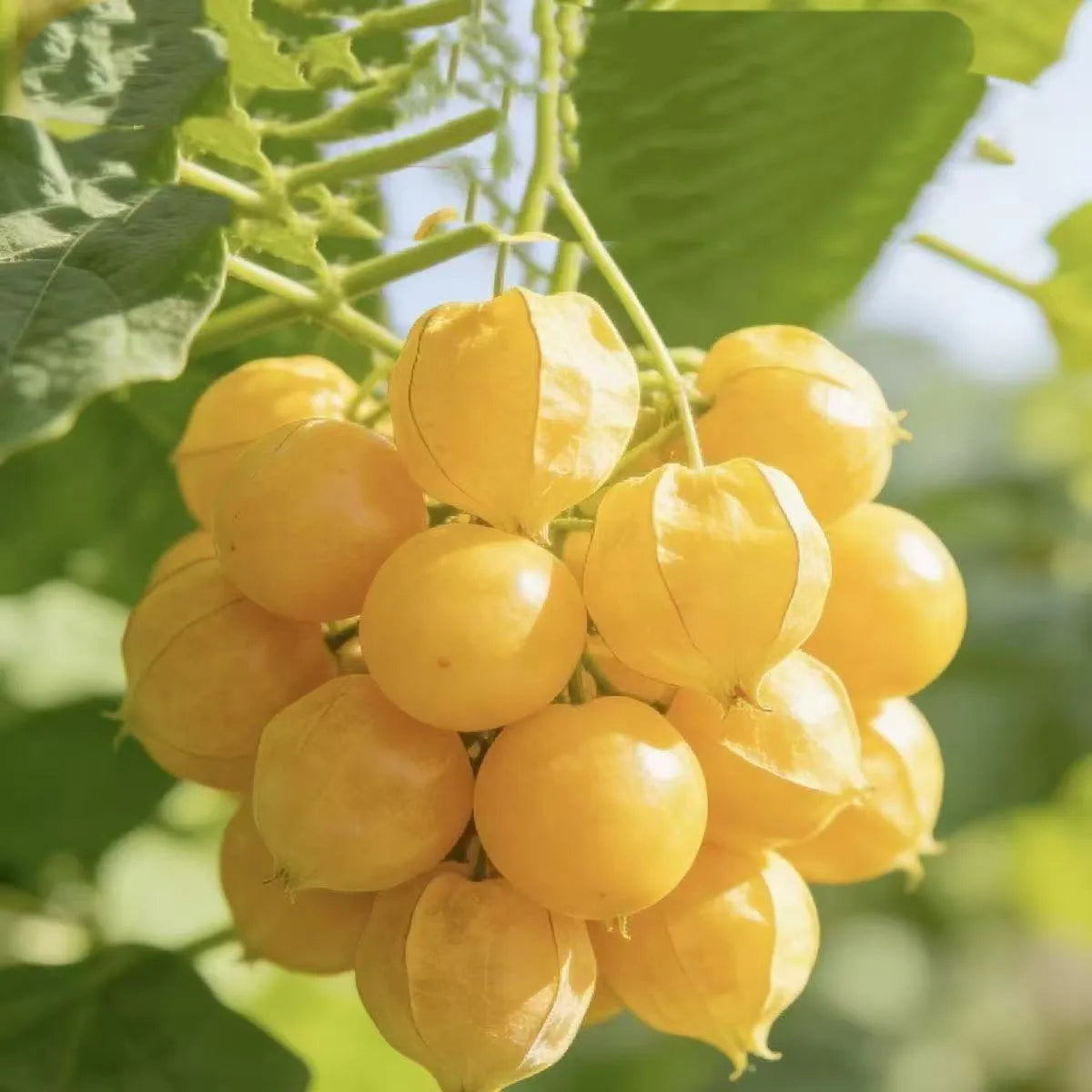 This yellow fruit tastes exactly like egg custard! 🤤