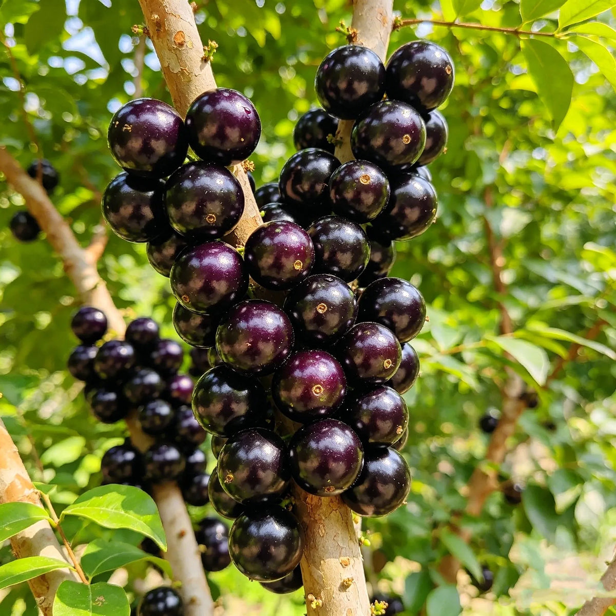 Jaboticaba Exotic Fruit Plant  forHome Garden