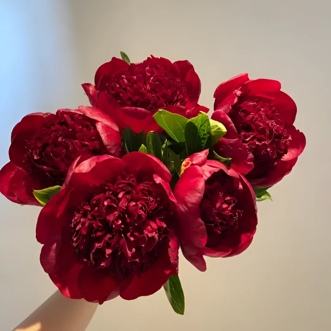Peony Flower Seeds For Planting Garden Flowers