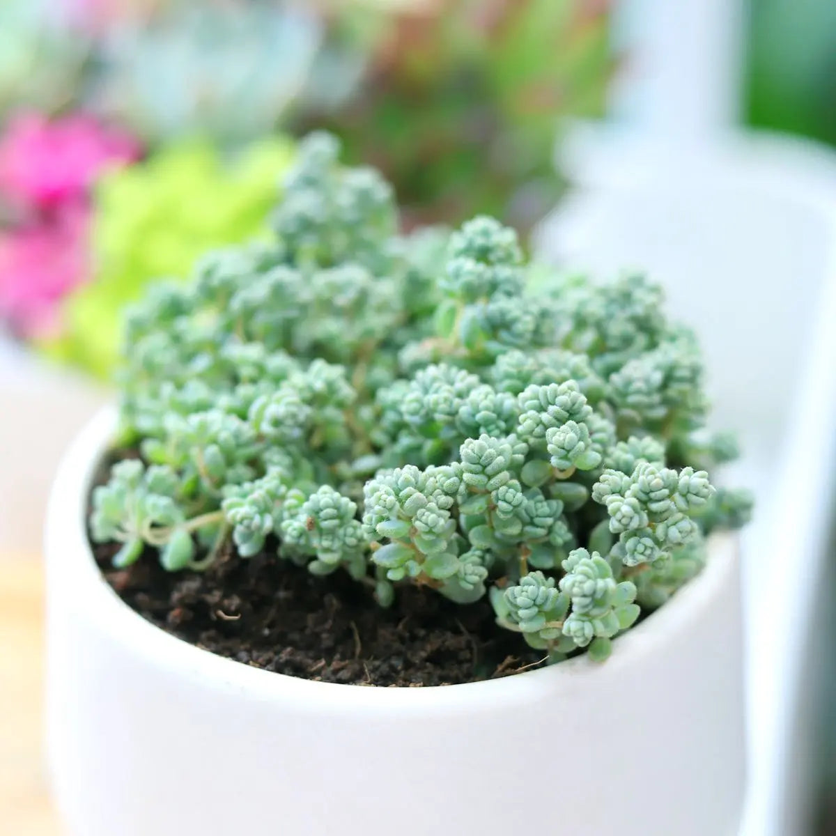 Sedum Minor Succulent Plant – Live Mini Succulent for Pots, Terrariums & Home Décor