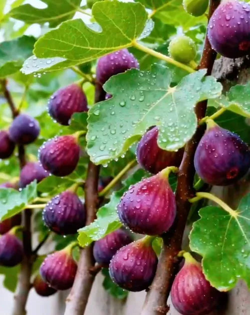 🍑Super Giant Fig Tree Plants - The Sweetness of a Peach in Every Bite! 🌟
