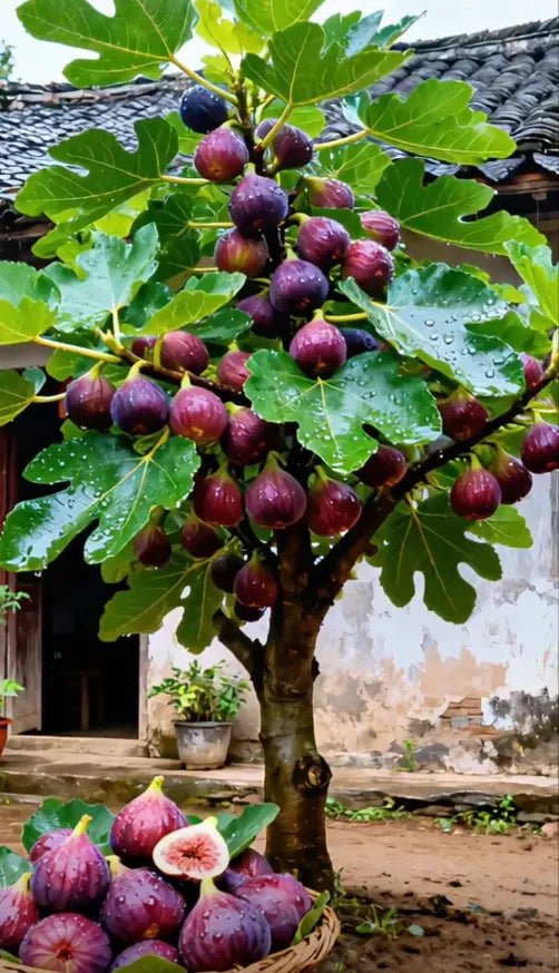 🍑Super Giant Fig Tree Plants - The Sweetness of a Peach in Every Bite! 🌟