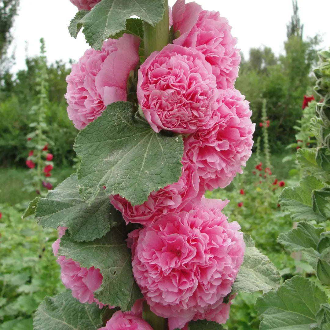 Double Hollyhock Flower Seeds For Tall Garden Blooms