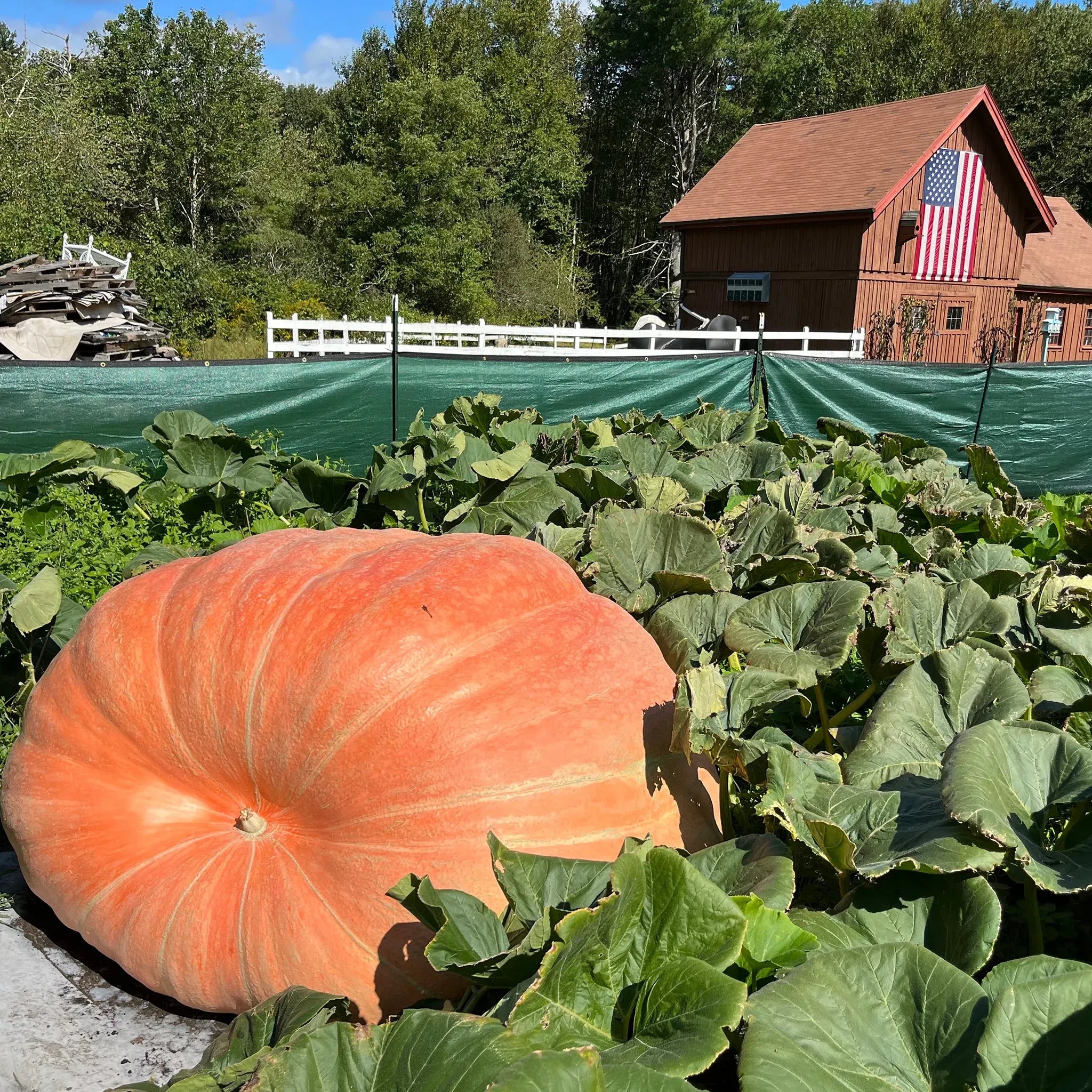 Giant Pumpkin Seeds Wallace's Whoppers