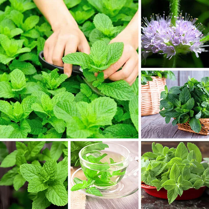 Mint Seeds up to 50%