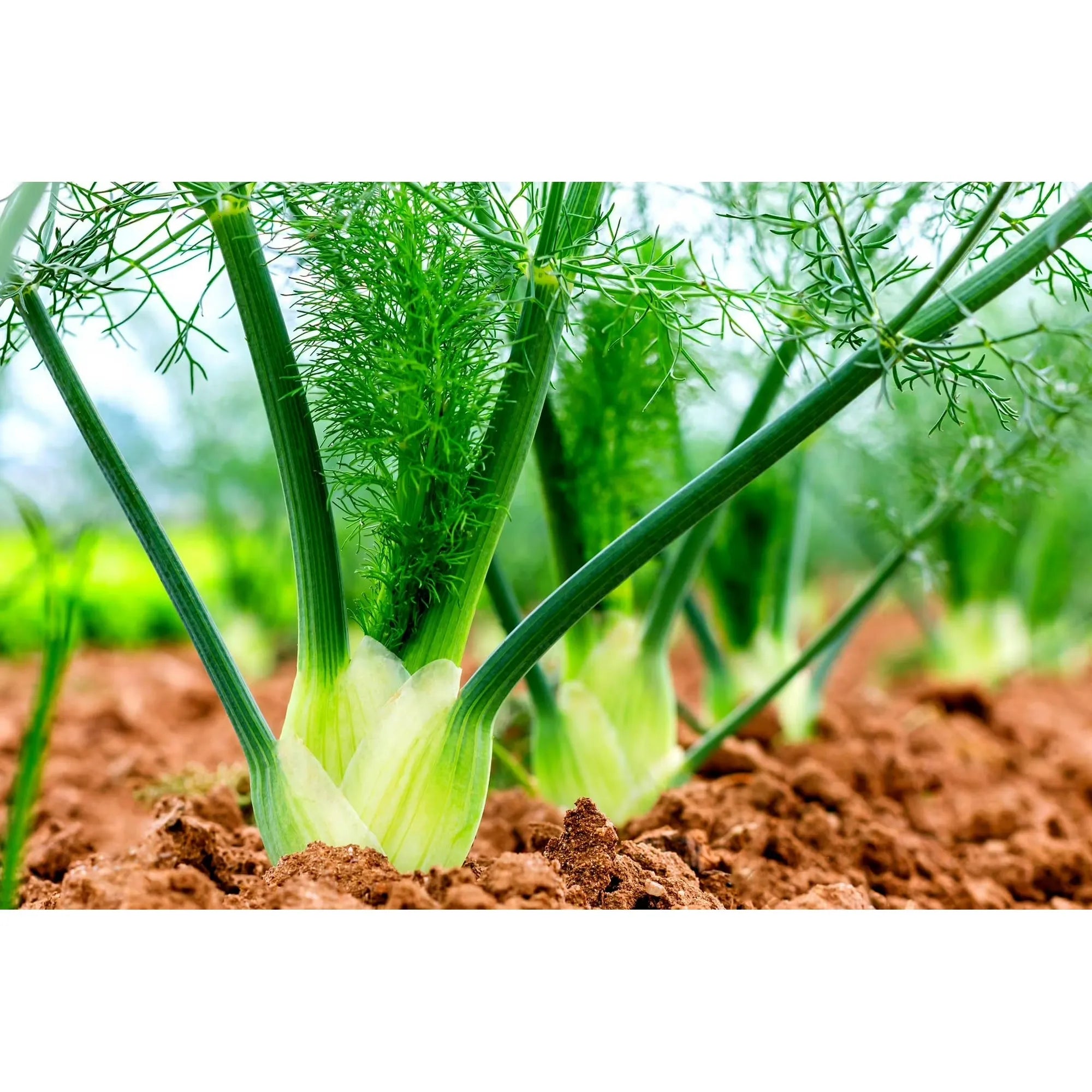 Vegetable Seeds for Planting - Grow Preludio Fennel Bulbs for Cuisine