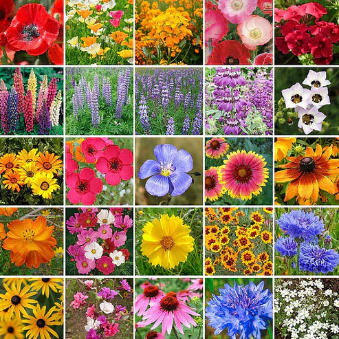 Wildflower Seed Mix