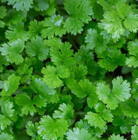 LEISURE CORIANDER CILANTRO SEEDS