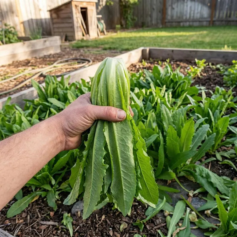| Home Garden Vegetable Seeds | High Yield Leafy Green Seeds for Raised Bed & Patio Garden