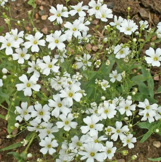 Annual Baby's Breath Seeds