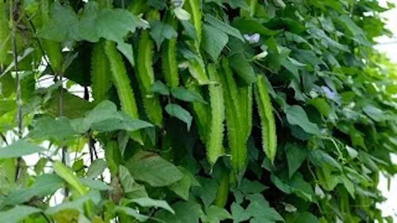 Winged Bean Seeds