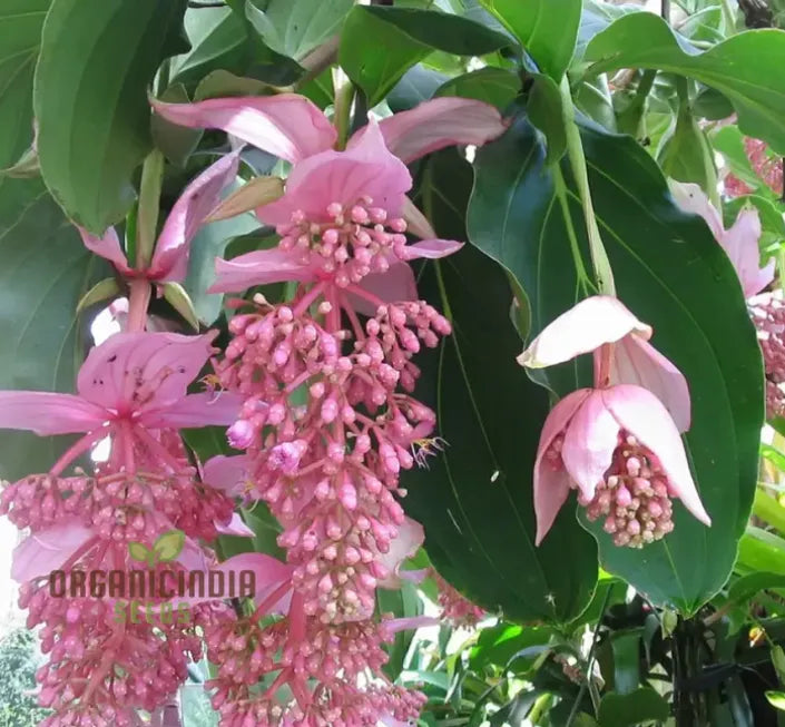 Medinilla Magnifica Pink Flower Seeds, Exotic Blooms in YourGarden, Grow Your Own Medinilla Seeds for Indoor and OutdoorGardens