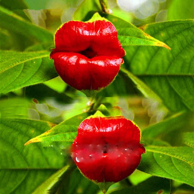 Red Lips Flower Psychotria Seeds