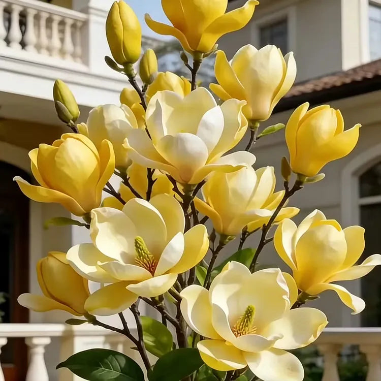 Magnolia liliiflora (Purple Orchids) Bulbs 🌸 Flowers Hide the Leaves, Fragrance Fills the Air