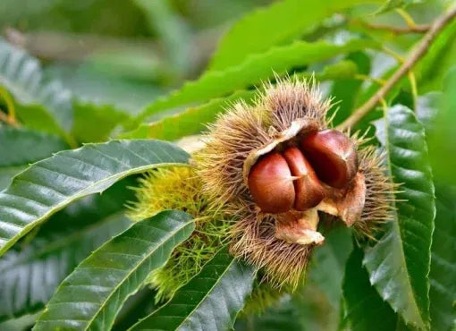 Chestnut Trees Live Plants –  Seedlings