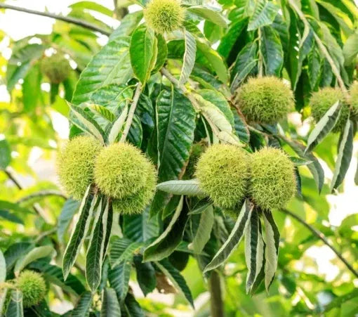 Chestnut Trees Live Plants –  Seedlings