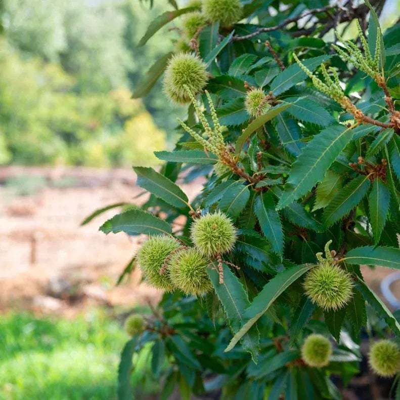 Chestnut Trees Live Plants –  Seedlings