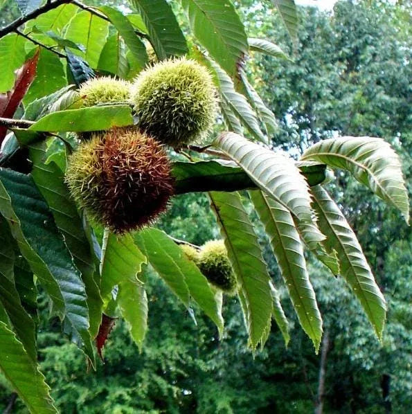 Chestnut Trees Live Plants –  Seedlings