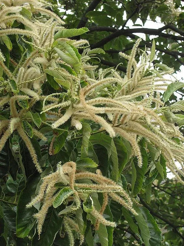 Chestnut Trees Live Plants –  Seedlings