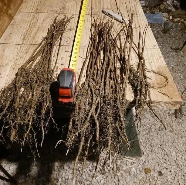 Chestnut Trees Live Plants –  Seedlings