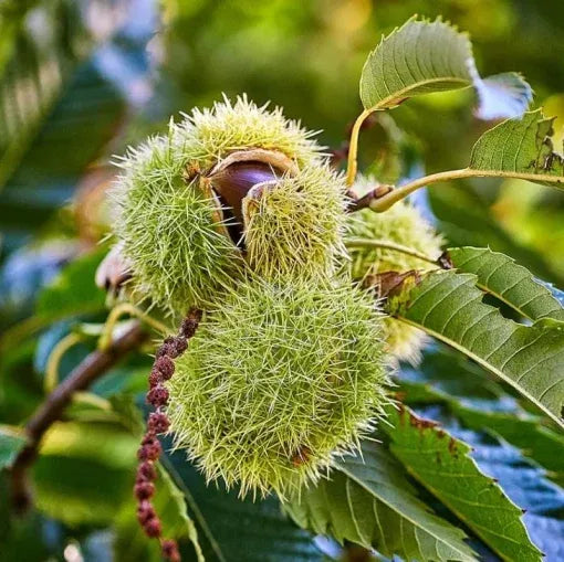 Chestnut Trees Live Plants –  Seedlings