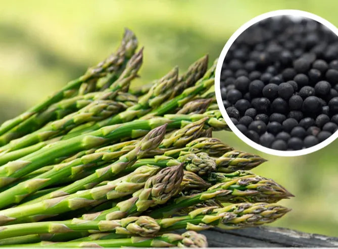 Asparagus Seeds