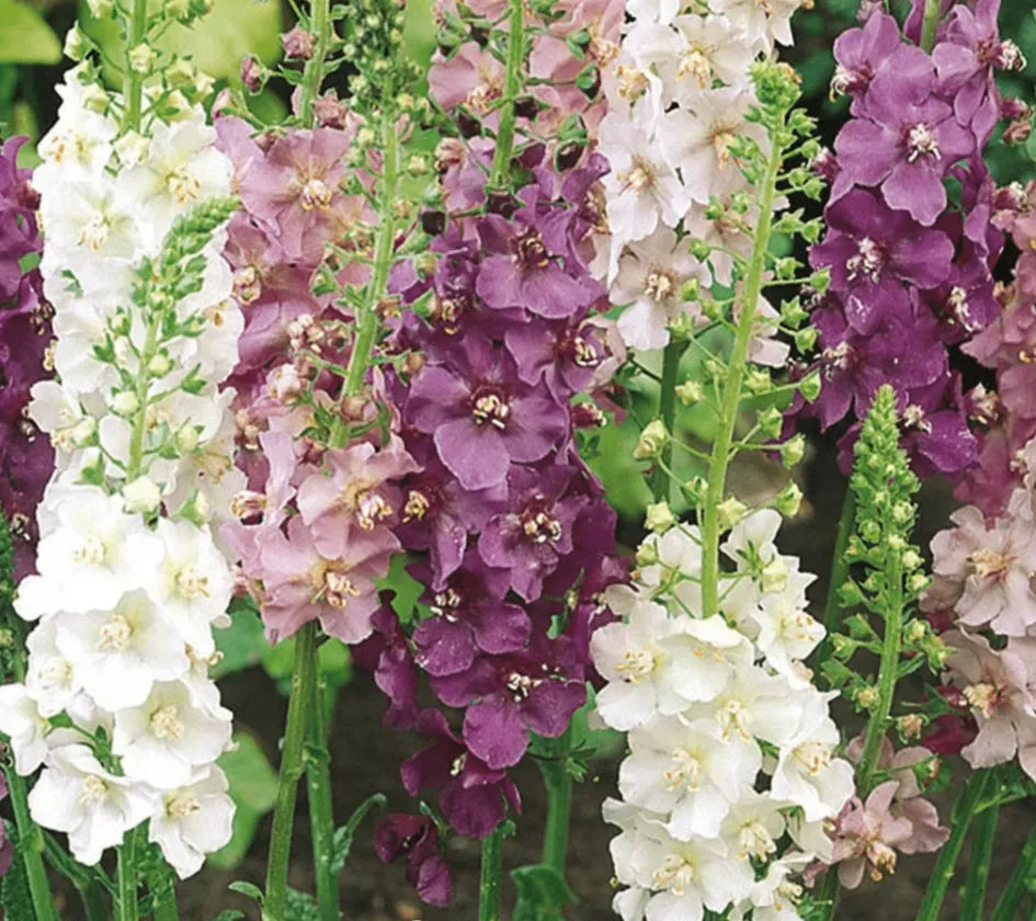 Mullein Mix –  Seeds