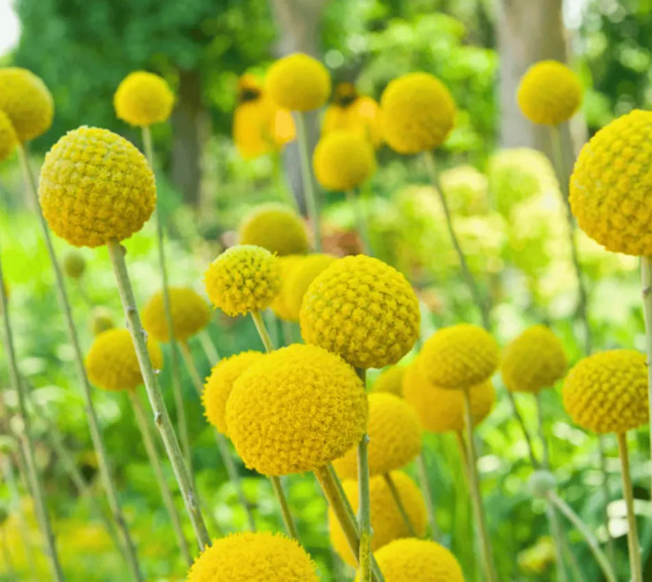 Billy Buttons (Drumsticks) –  Seeds