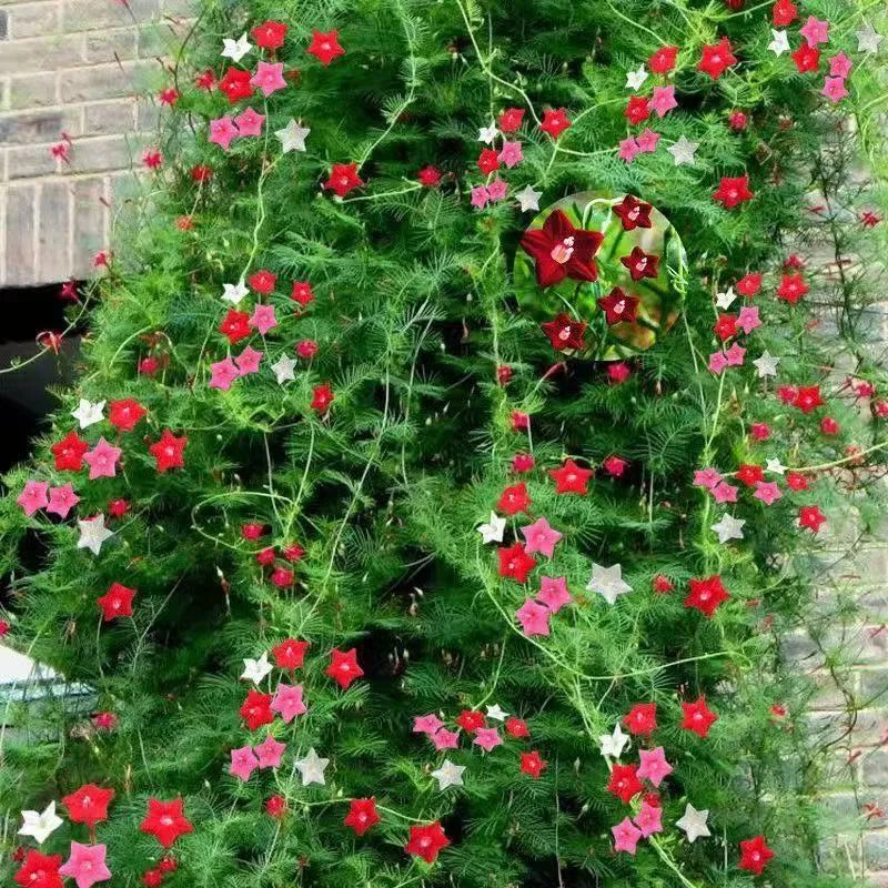 🌟 Cypress Vine – Star Flowers on a Lacy Green Carpet!