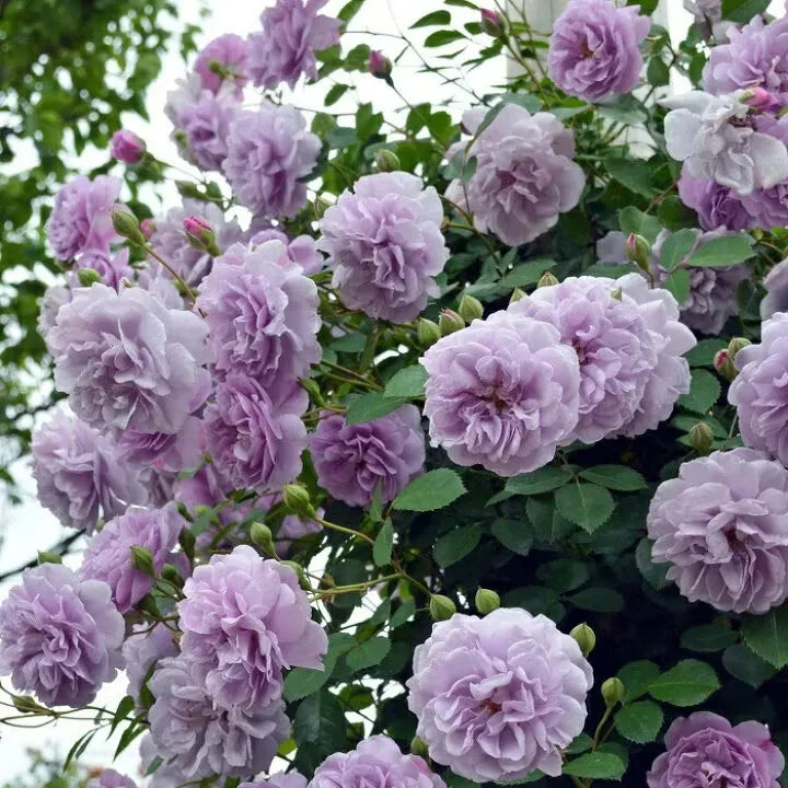 💐Beautiful Climbing Rose Seeds