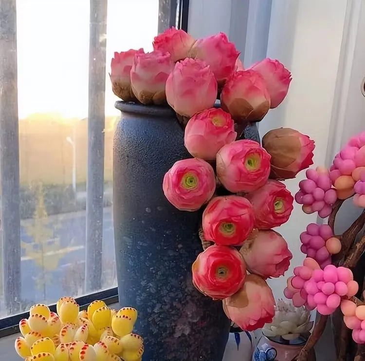 Mountain Roses Seeds (Greenovia)-Rare pink succulent