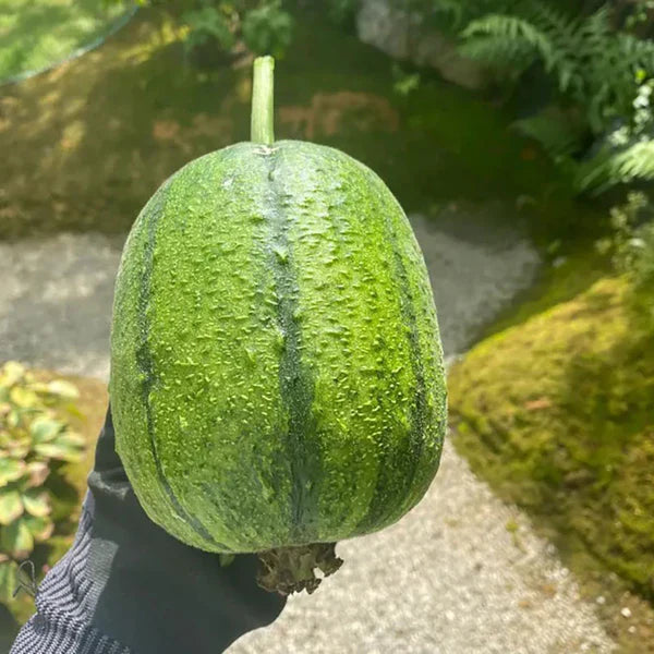 Apple Luffa Seeds