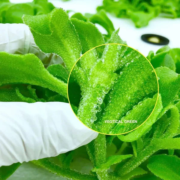 Crystal Ice Plant Seeds
