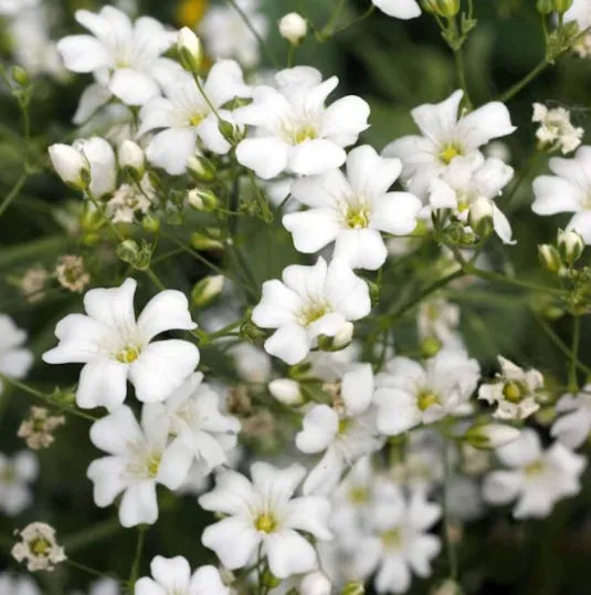 Annual Baby's Breath Seeds
