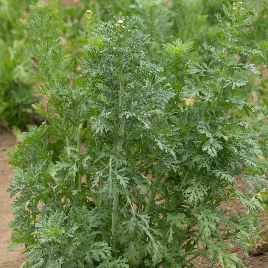 Shungiku Edible Chrysanthemum Seeds (Glebionis coronaria) – Nutritious, Mild Flavor, Great for Salads and Stir-Fries, Easy to Grow