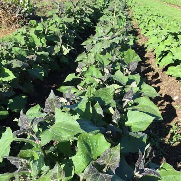 Yacon Seed  Root crop seeds Seeds,