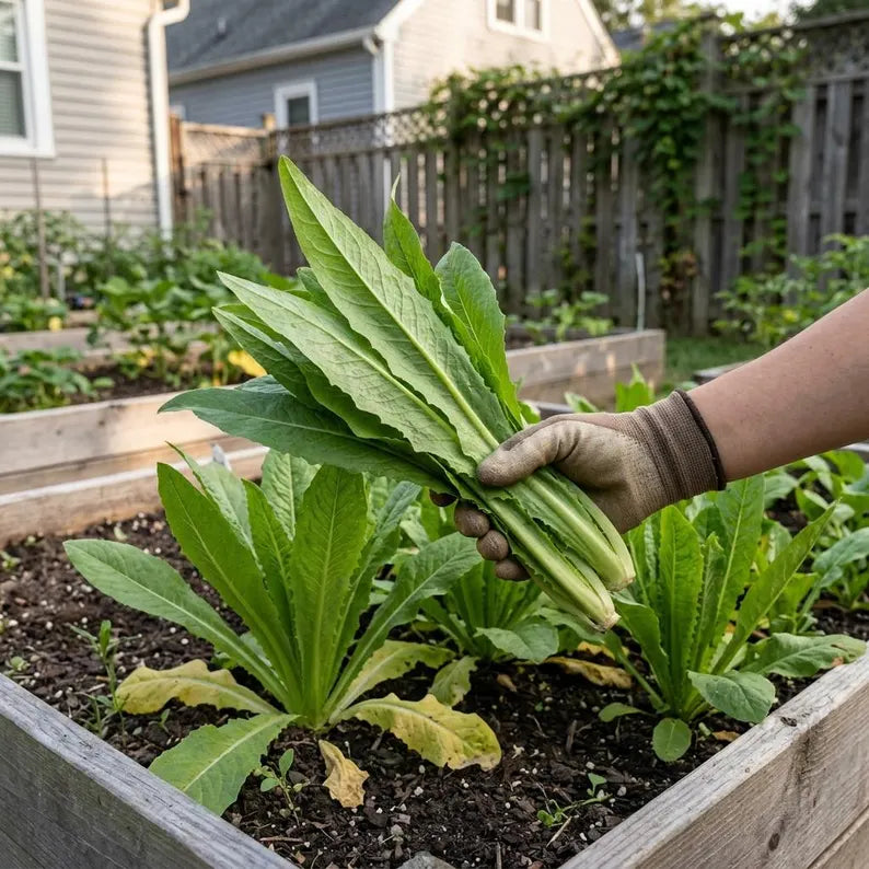 | Home Garden Vegetable Seeds | High Yield Leafy Green Seeds for Raised Bed & Patio Garden