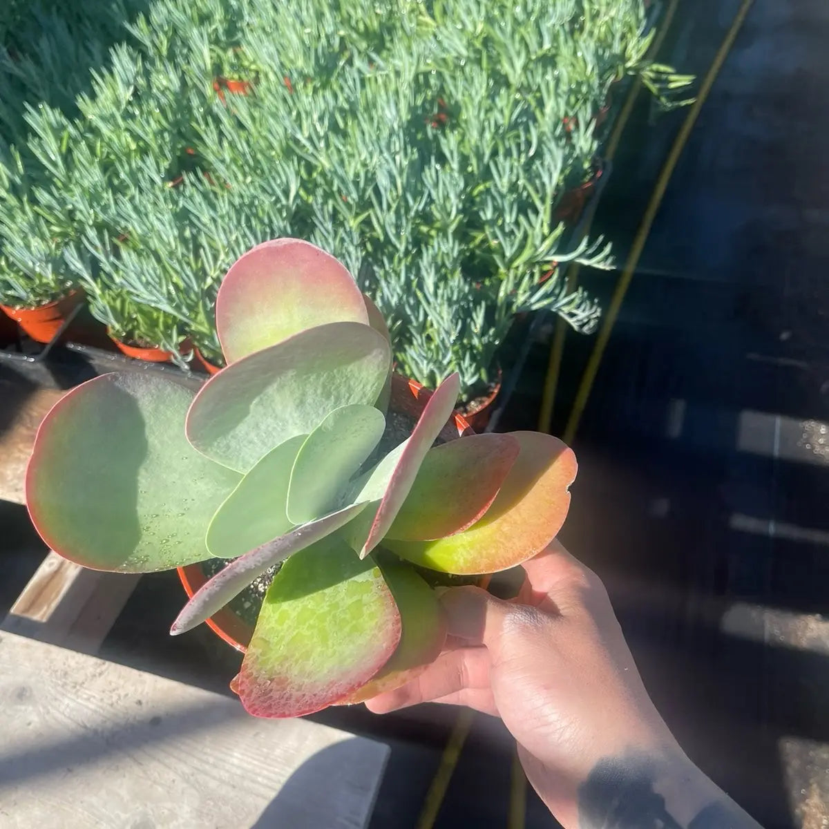 Kalanchoe Paddle Plant – Flapjack Live Succulent Plant for Indoor & Outdoor Décor