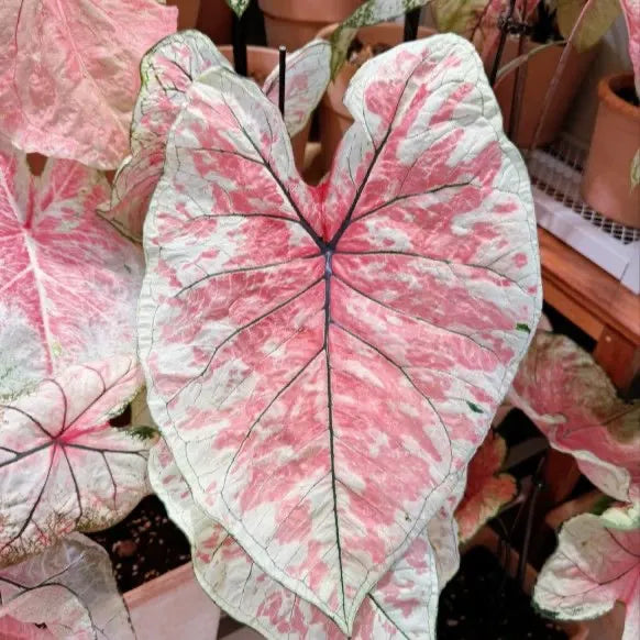 Seeds | Rare Variegated Caladium, Easy-Care Indoor Foliage Plant for Home & Balcony