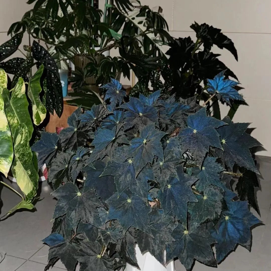🖤 Black Swan Begonia – The Dark Beauty for Your Plant Collection